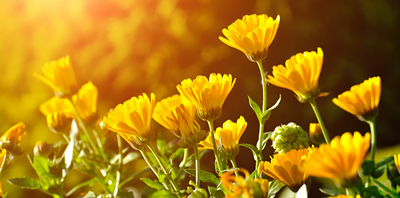 How to Grow Calendula At Home, And Why You Should