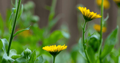 Nature’s Soothing Duo: Unlocking the Skincare Benefits of Calendula and Licorice Root