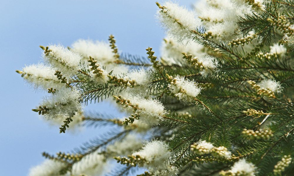 The Remarkable Benefits of Tea Tree Oil Skincare