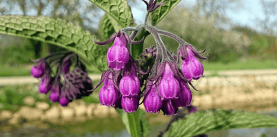 What Is A Draw Salve, How Does a Drawing Salve Work, and Why Comfrey Doesn't Belong