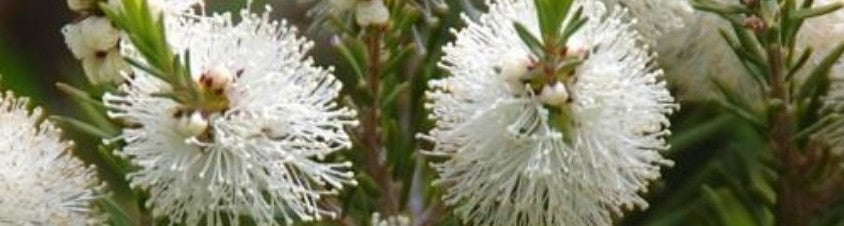 Search By Botanical - Essential Oil/Resin/Extract/Misc - Tea Tree, Melaleuca alternifolia