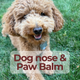 A close-up photo of a fluffy golden-brown dog outdoors on green grass, with a text overlay that reads &